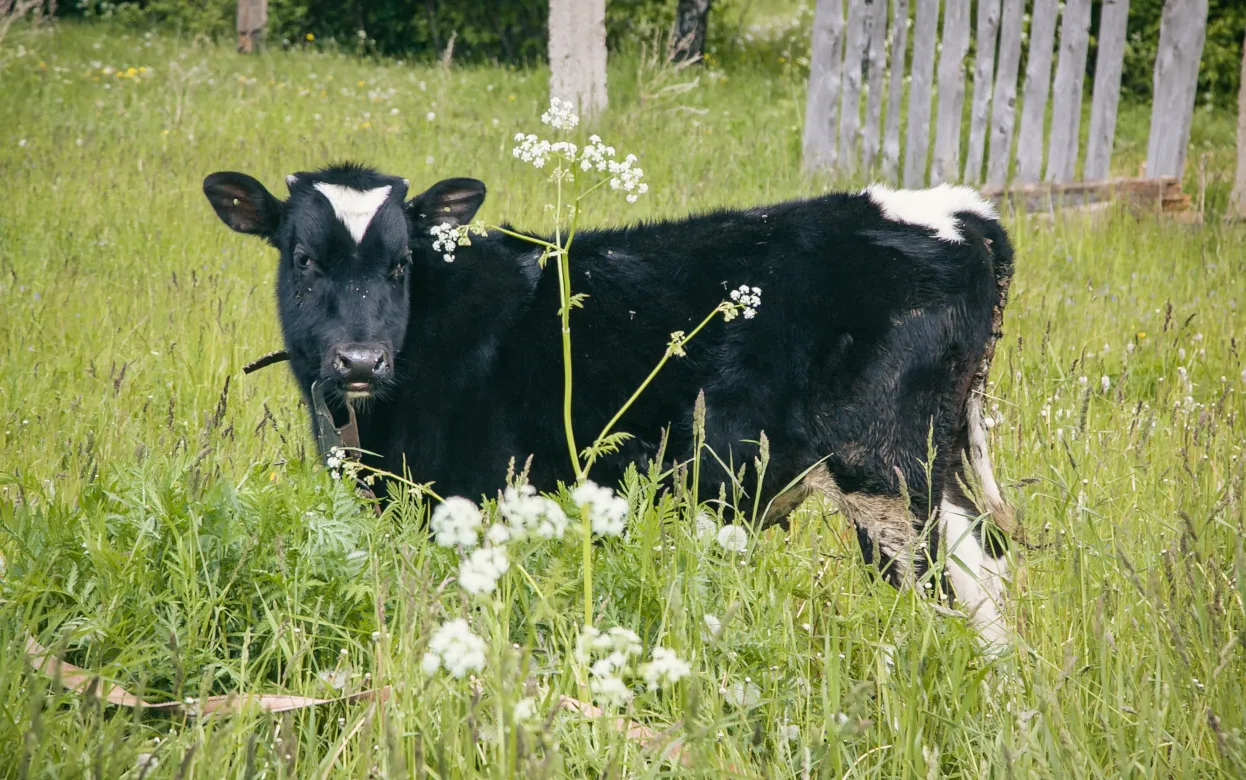 Дети убитой коровой жительницы Удмуртии получат по 1 млн рублей