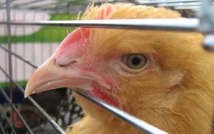 Более 20 куриц погибло при пожаре в Удмуртии
