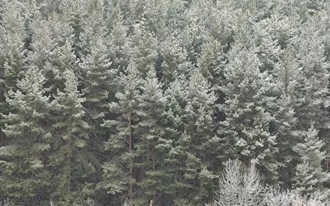 Погода в Ижевске на день: 18 декабря ждем ночные и -18°С и туман