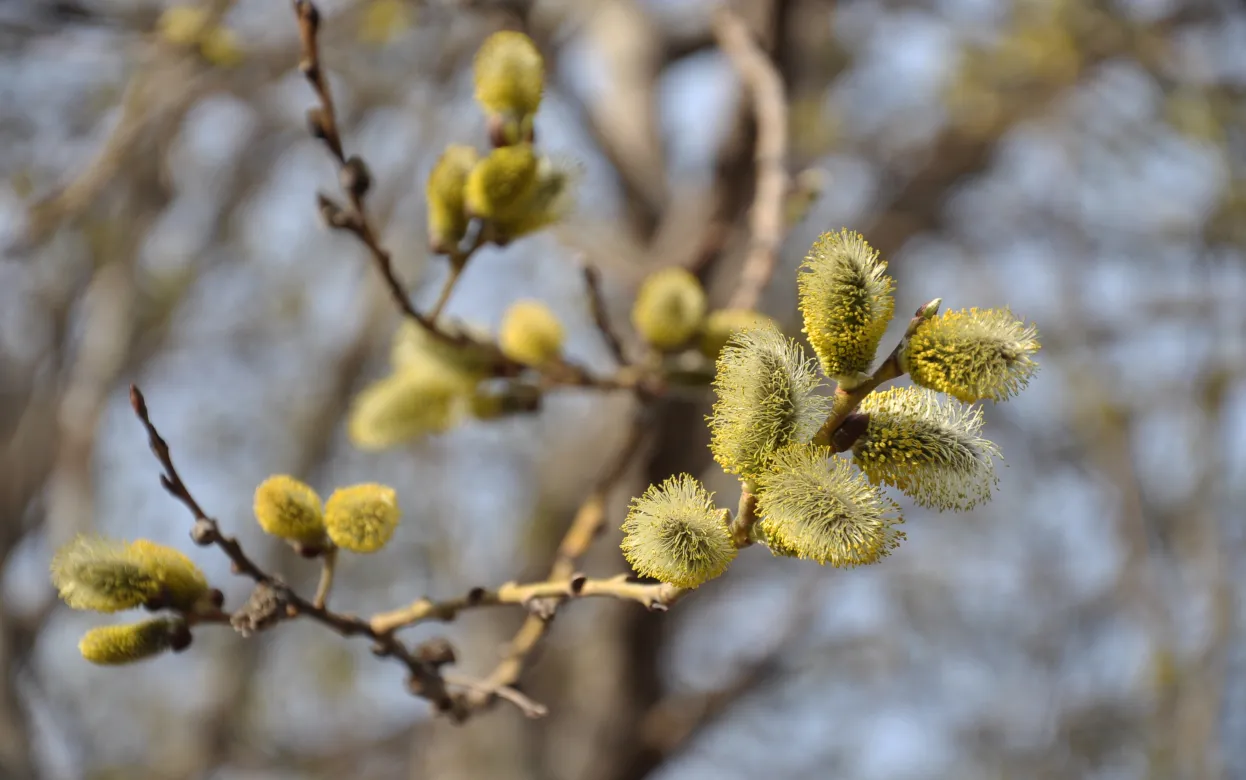 Погода в Ижевске на день: 24 апреля небольшой дождь и +12°С 