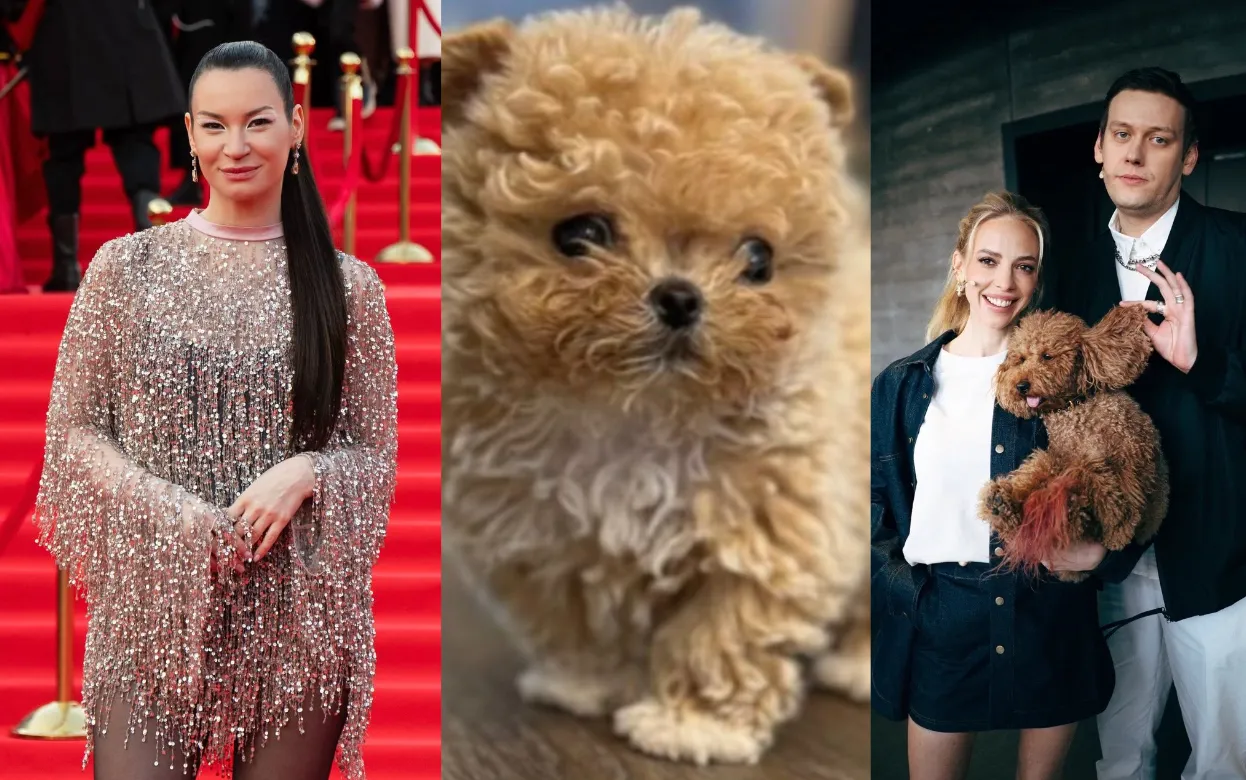 Собаки по цене авто: какие породы выбирают Киркоров, Светлана Бондарчук, Ида Галич и другие звезды – стоимость вас удивит