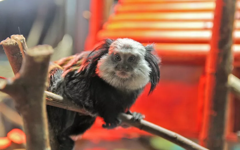 Фотофакт: новая обезьяна поселилась в зоопарке Ижевска