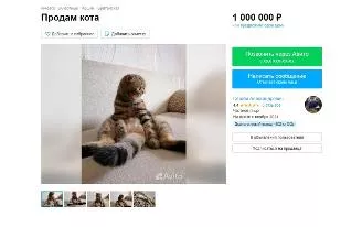 Британского кота за 1 миллион рублей выставил на продажу житель Ижевска 