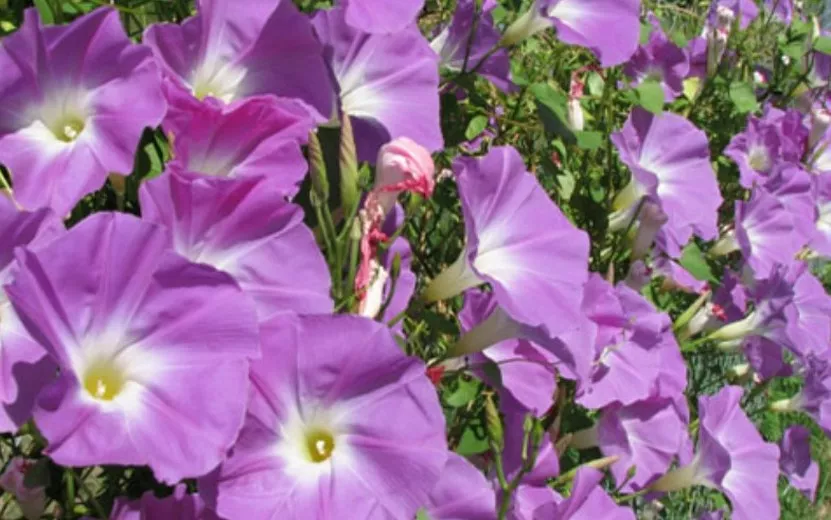 Жители Удмуртии могут получить срок за разведение дачного цветка