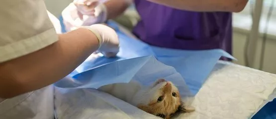Кастрация домашнего животного: 5 вопросов, на которые стоит знать ответы