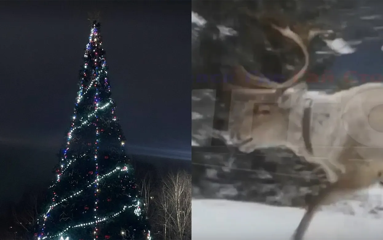 Блуд на корпоративах, олень на трассе, фейковые квитанции: что обсуждают ижевчане в соцсетях 12 декабря