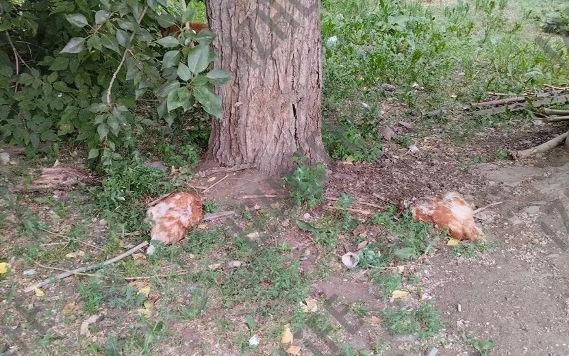Фотофакт: обезглавленных куриц нашли у детской школы искусств в Ижевске