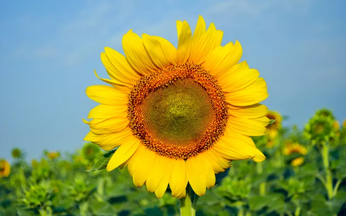 Переменная облачность и до +26 °С ожидается в Ижевске 2 августа