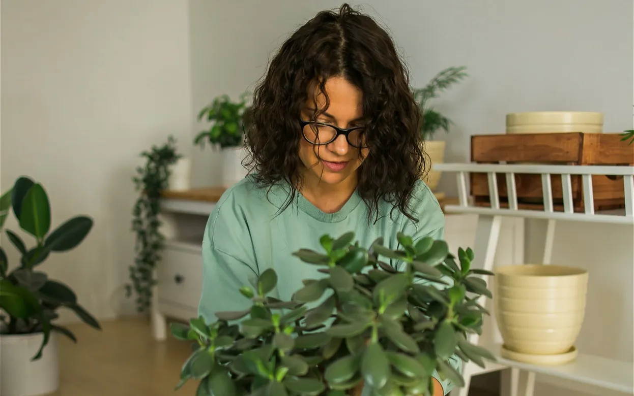 Почему «денежное дерево» называют магнитом для денег и работает ли это на самом деле