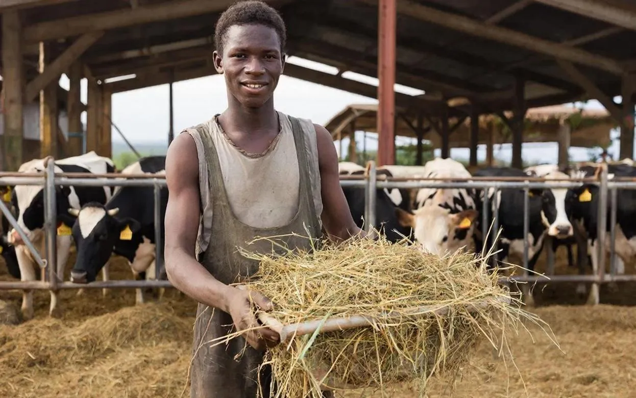 Нелегал из Сьерра-Леоне незаконно работал животноводом на молокозаводе в Удмуртии