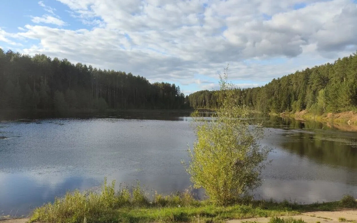 Лесные инспекторы выявили более 250 нарушений в лесах Удмуртии 