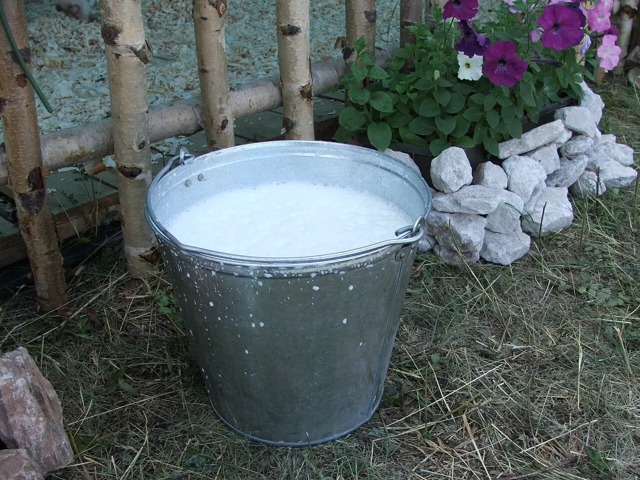 Удмуртия заняла третье место в России по производству молока
