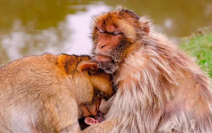 Появится ли вакцина от оспы обезьян?