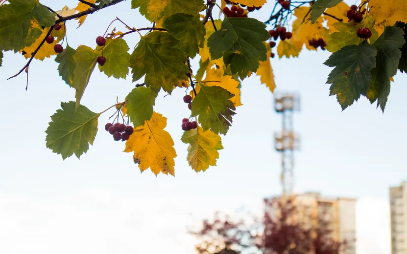 Погода в Ижевске на день: 29 сентября ждем ночные -2°С