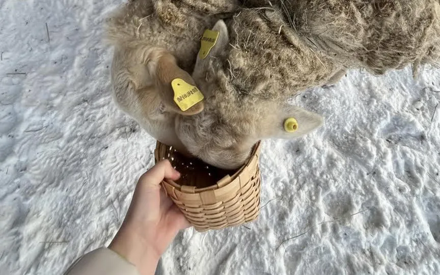 В Удмуртии продолжается учет сельхозживотных