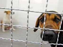 animalpicture.ru