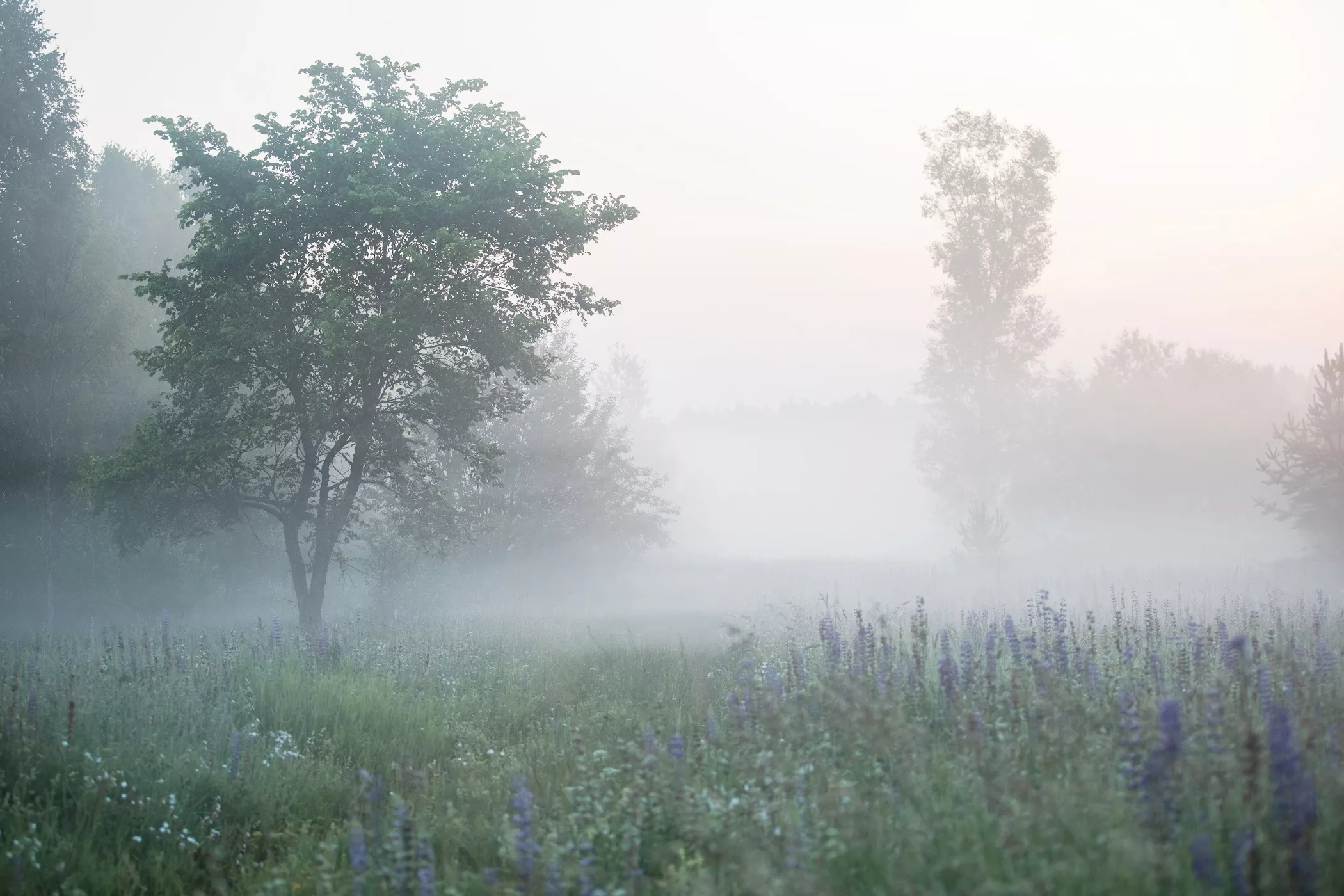 Погода в Ижевске на день: 4 августа ожидаются туман, грозы и до +24°С