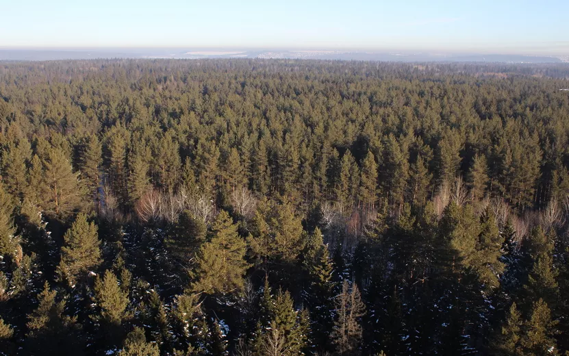 Удмуртия вошла в топ-10 регионов по эффективности ведения лесного хозяйства