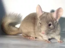 4paws.ru