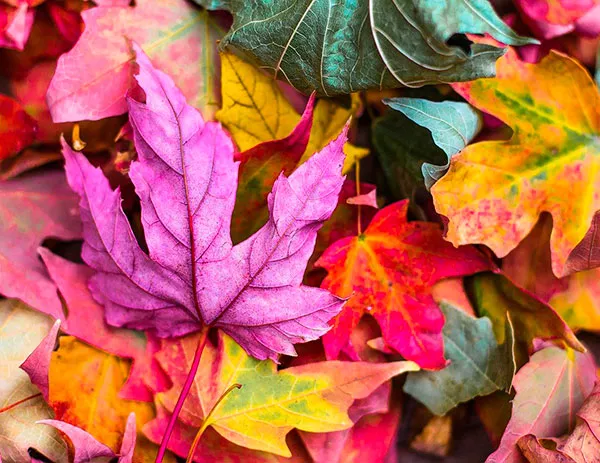 pixabay
