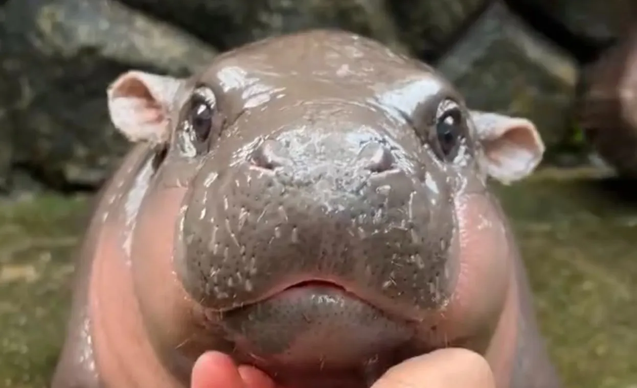  Как крошечный бегемотик Му Денг из Таиланда стала звездой соцсетей - полюбуйтесь на нее тоже