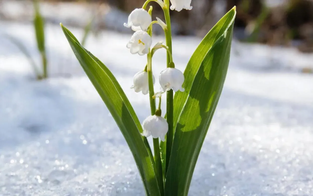 30 марта можно все испортить: как сохранить здоровье и не потерять удачу на Алексеев день