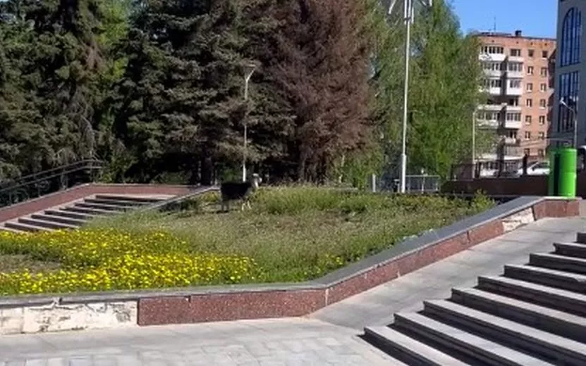 Видеофакт: черная овца гуляет по центру Ижевска