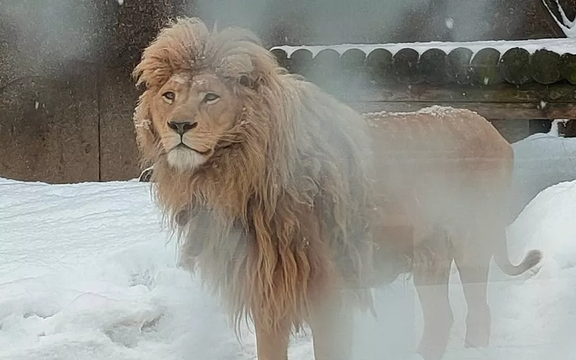 Видео: белый лев Оскар из зоопарка Ижевска отметил 15-летие