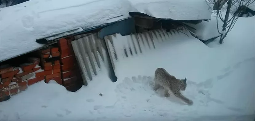 скриншот с видео