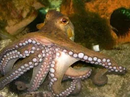 www.floranimal.ru