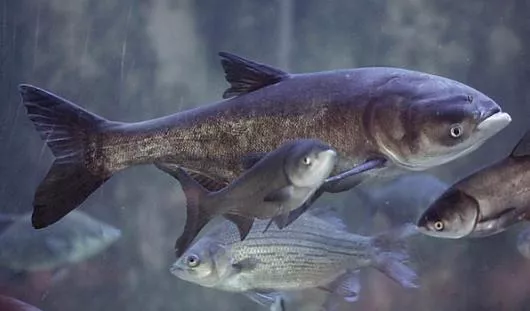 fish-for-prud.ru