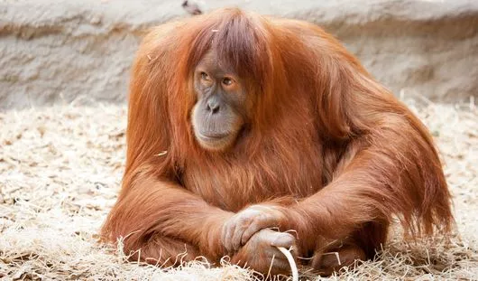 udm-zoo.ru