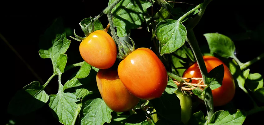 Когда высаживать томаты и перцы и можно ли пользоваться торфяными горшочками?
