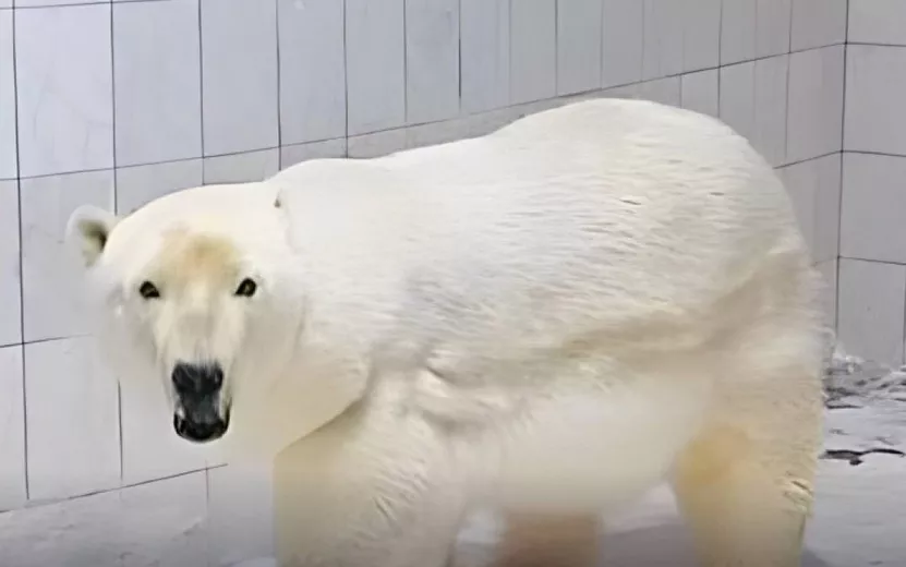 Белая медведица переехала в зоопарк Ижевска из Новосибирска