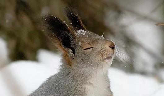 К. Ившин, Э. Карипов, Г. Скребец, nat-geo.ru