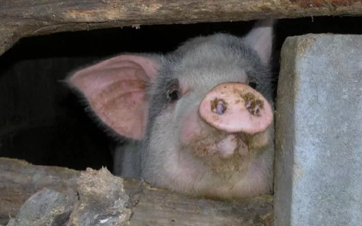 Одно из предприятий Удмуртии обвиняют в плохом содержании свиней