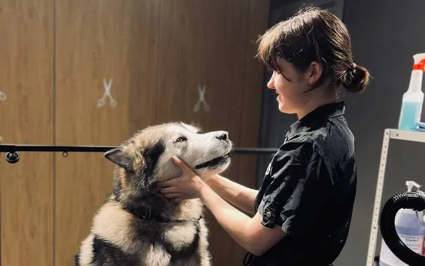 Как стричь и мыть питомца в домашних условиях