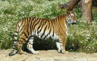 Как живут амурские тигры в Ижевском зоопарке