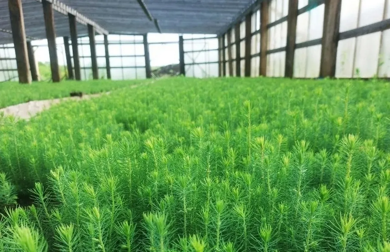 25 млн сеянцев для лесовосстановления подготовили в Удмуртии