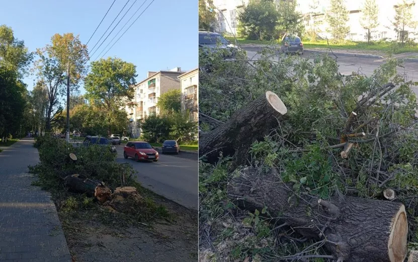 Фотофакт: жители Ижевска пожаловались на вырубку деревьев вдоль улицы Коммунаров