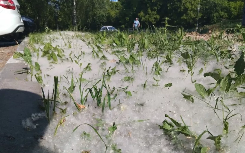 Тополиный пух в Ижевске. Фото: IZHLIFE