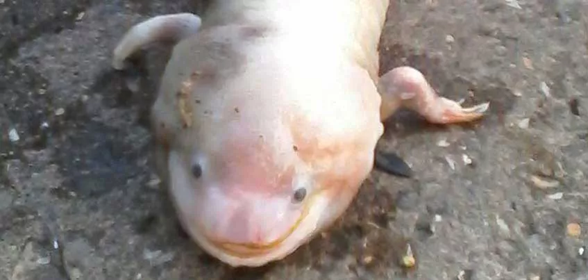 Найденный в Ижевском пруду аксолотль попал туда из аквариума