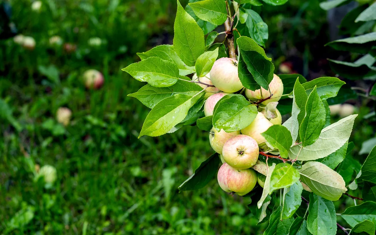Зачем закапывать ржавые гвозди под яблоней: разоблачение главного дачного мифа