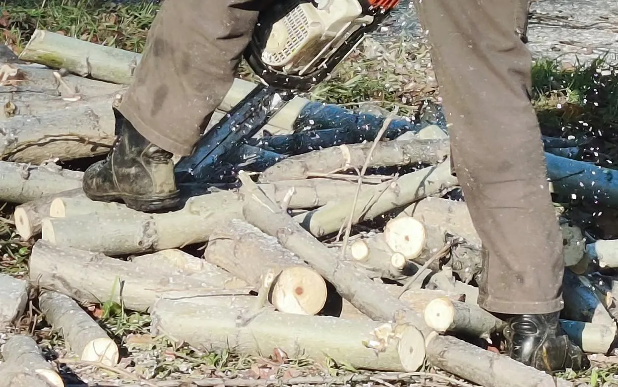 Лесничего в Удмуртии задержали за нелегальную рубку на 3 млн рублей