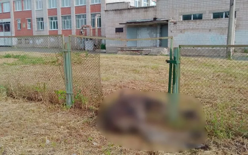 Тело погибшего лося нашли на территории школы в Ижевске