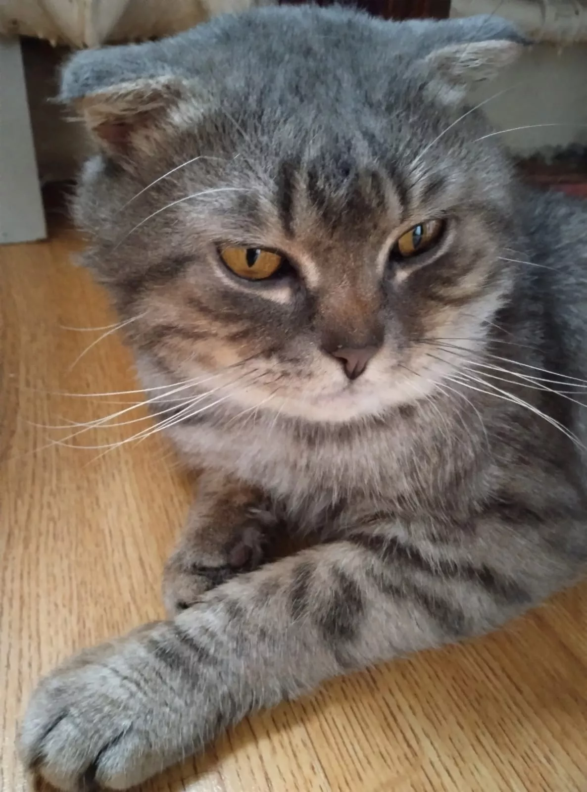 Ищу дом: вислоухий кот, 3 года
