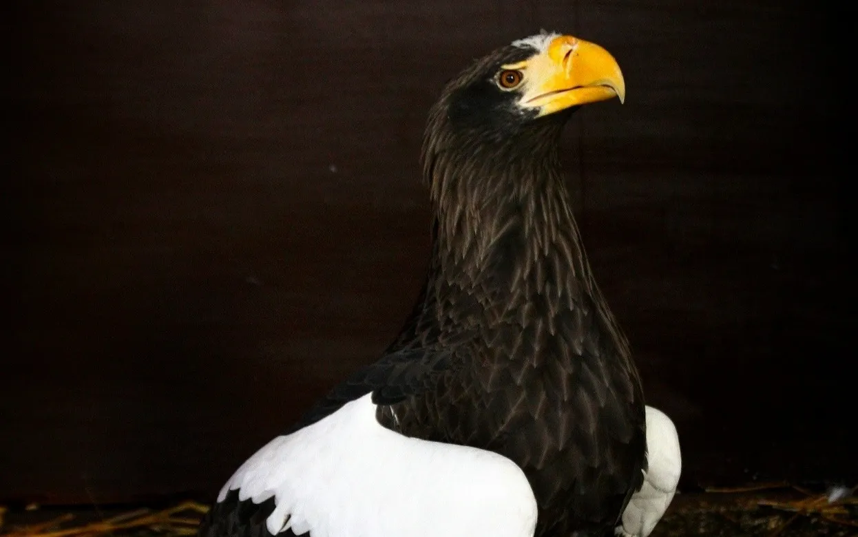 Краснокнижный белоплечий орлан поселился в зоопарке Ижевска