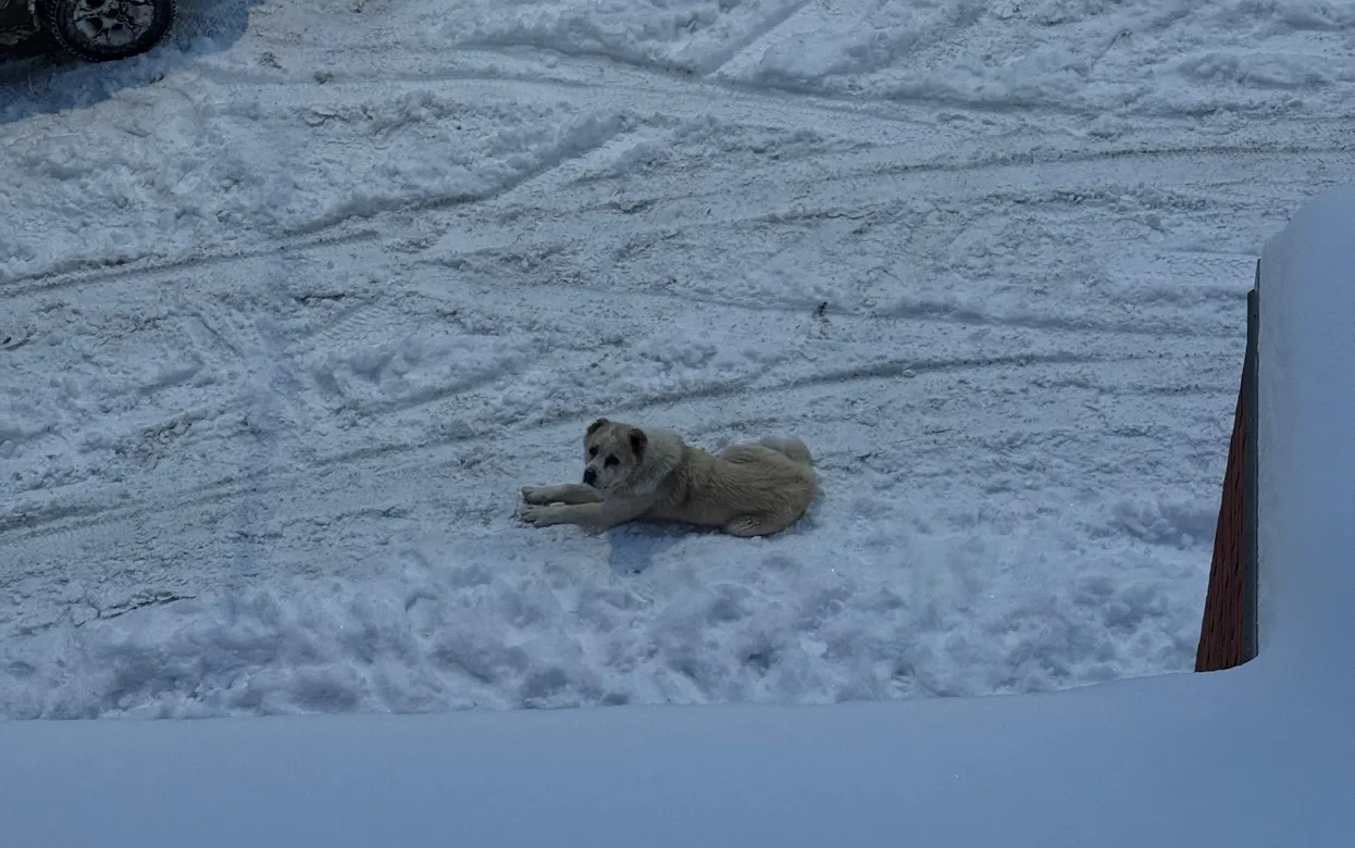 «Подростки пугают прохожих, алабай не выпускает из подъезда, а за неправильную парковку мстят»: что обсуждают ижевчане в соцсетях
