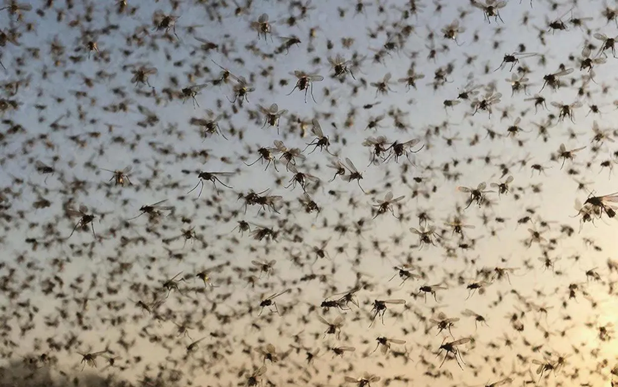 Комары исчезнут за ночь: простая самодельная ловушка, которая реально работает