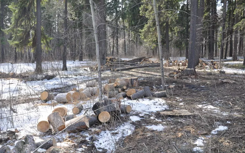 Трех жителей Удмуртии обвиняют в незаконной рубке леса на 5,6 млн рублей